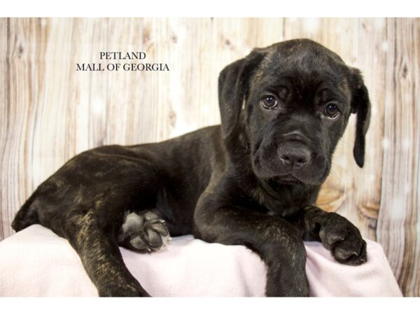 Cane Corso – 9741