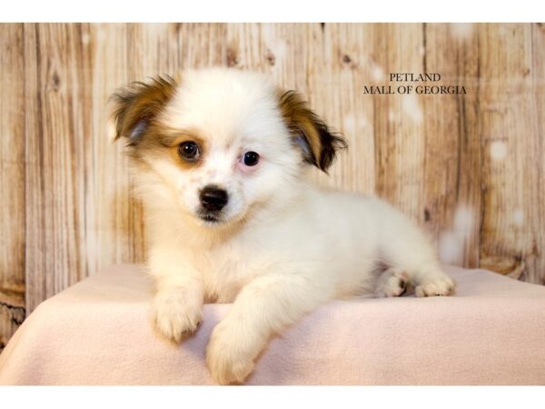 PomShi – 9662