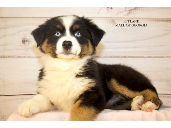 Australian Shepherd – 9681