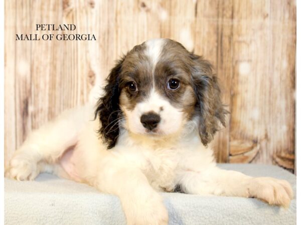 Cavapoo – 9690