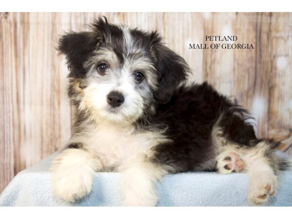Miniature Aussidoodle – 9703