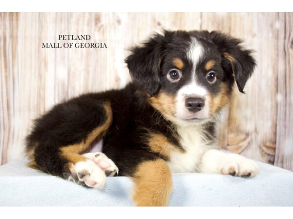 Miniature American Shepherd – 9734
