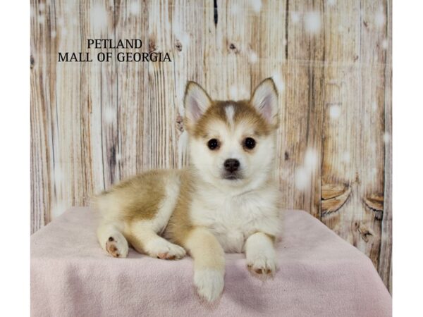 Pomsky – 9864
