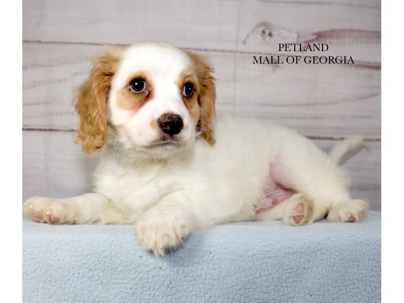 Cavapoo - 9807 Image #1