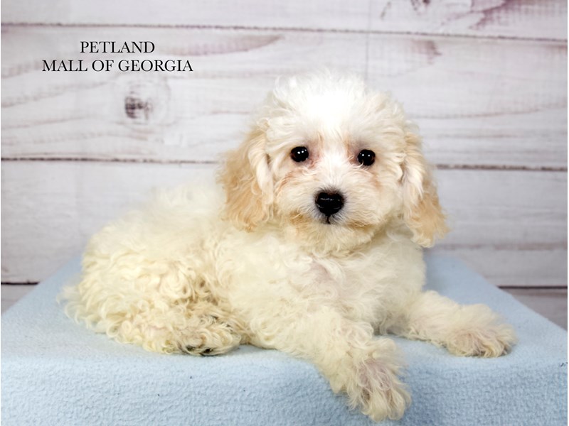 Bichonpoo - 9808 Image #1