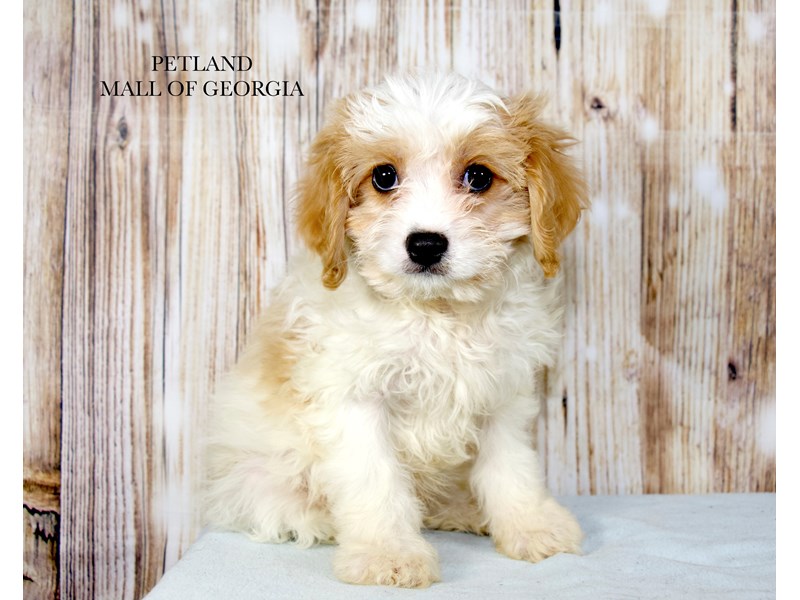 Cavachon - 9846 Image #1