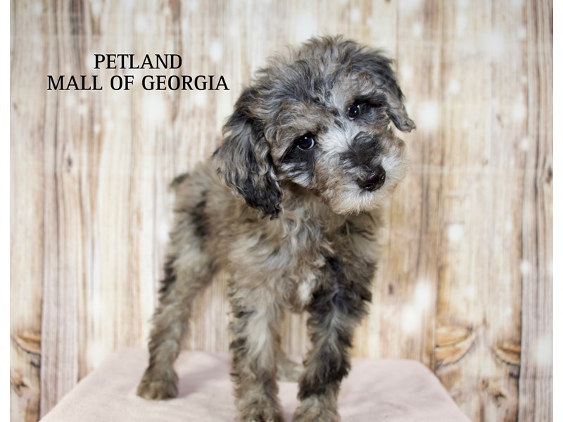 Poodle - 9875 Image #1