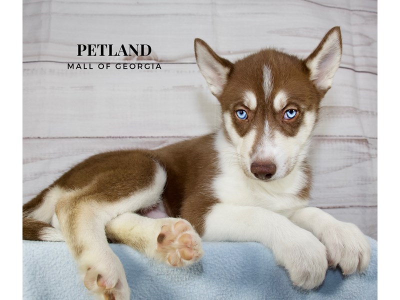 Siberian Husky - 9935 Image #1