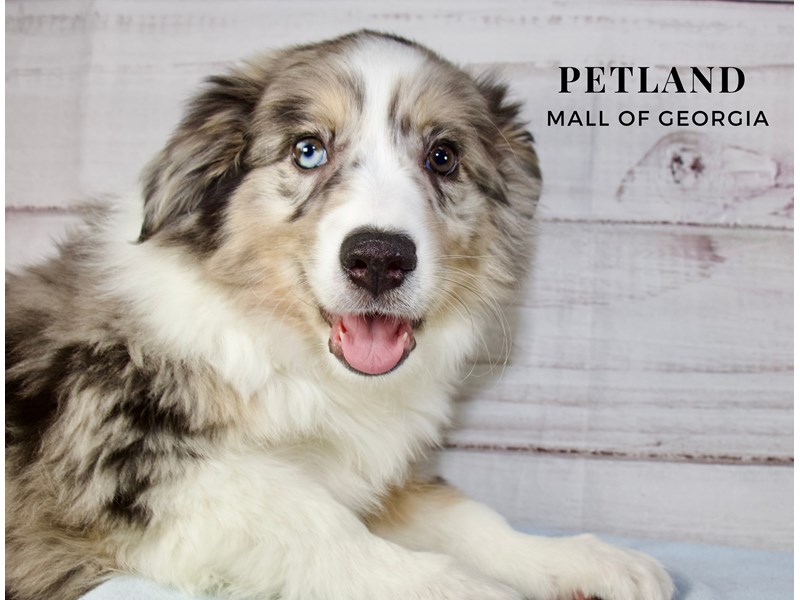 Atlanta Puppies For Sale Petland Mall of