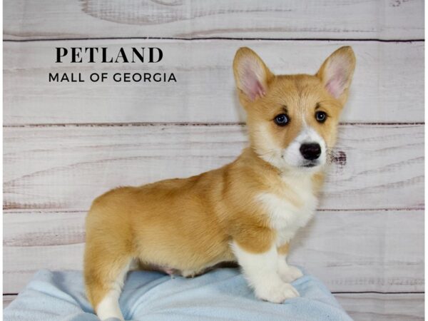 Pembroke Welsh Corgi – 10034