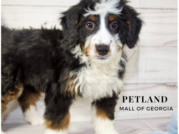 Miniature Bernedoodle – 10017