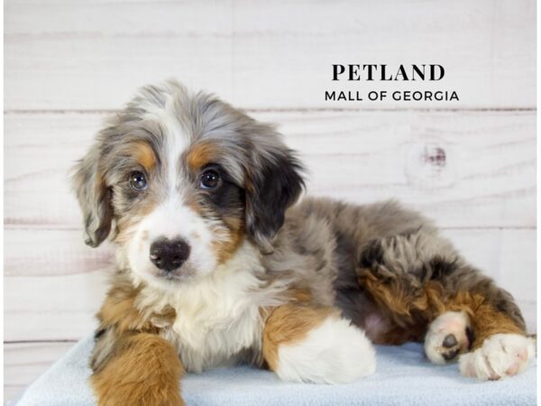 Miniature Bernedoodle – 10016