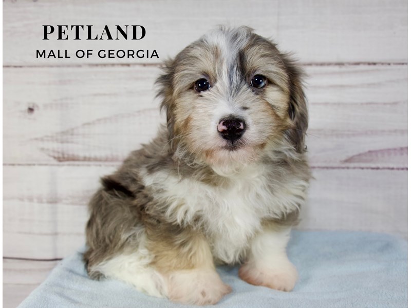 Atlanta Puppies For Sale Petland Mall of
