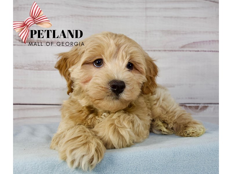 Atlanta Puppies For Sale Petland Mall of