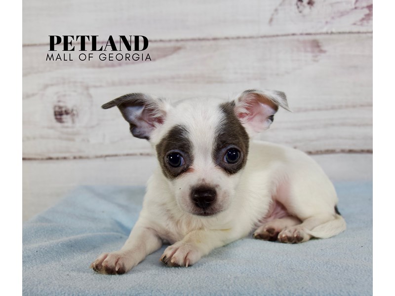 Atlanta Puppies For Sale Petland Mall of