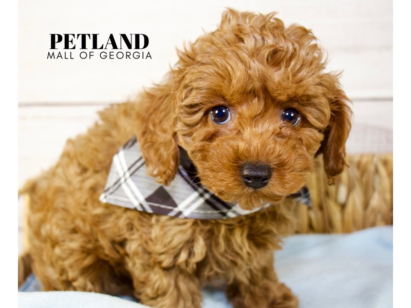 Cavapoo F1B Puppies For Sale Petland Mall of