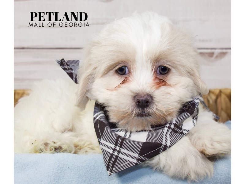 Daisy Dog For Sale Petland Mall of