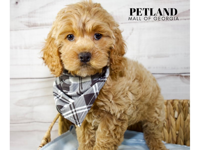 Cockapoo Puppies For Sale Petland Mall of