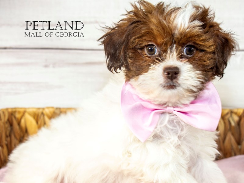 Shihpoo Puppies For Sale Petland Mall of