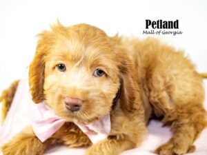 Available Pets - Petland Mall of Georgia