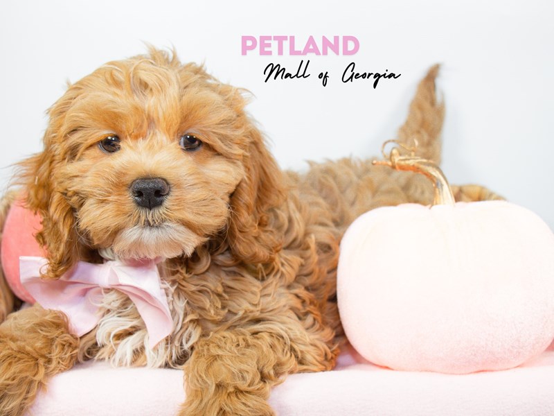 Puppy Red ID241829 Located at Petland Mall of