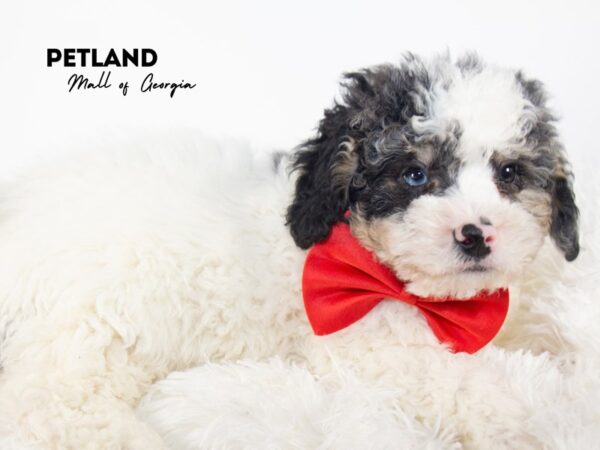 Miniature Bernedoodle 2nd Gen – 11788