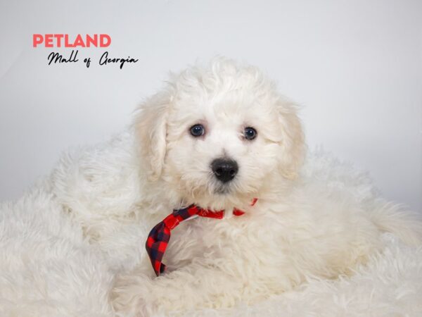 Bichon Frise – 11876