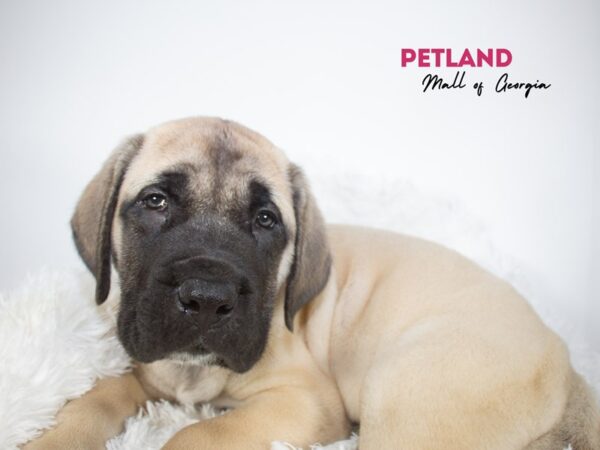 English Mastiff – 11870