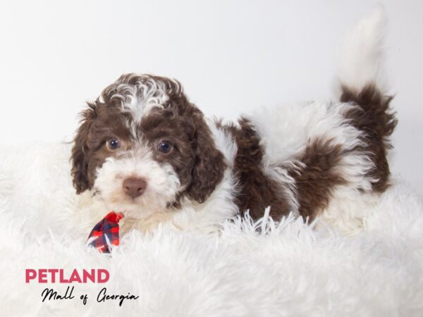 Bichonpoo – 11900