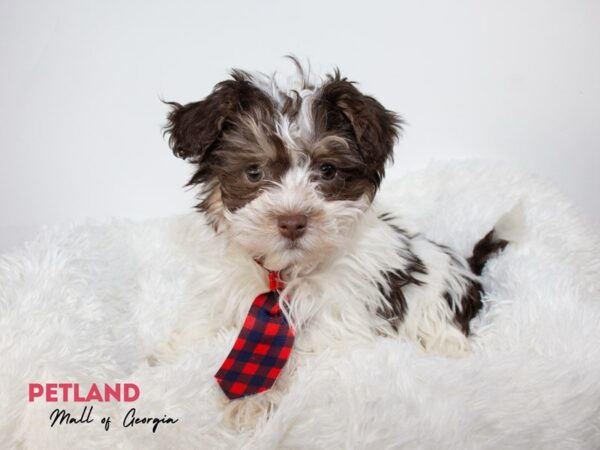 Havanese – 11890