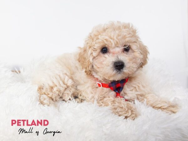 Bichonpoo – 11906
