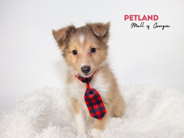 Shetland Sheepdog – 11911