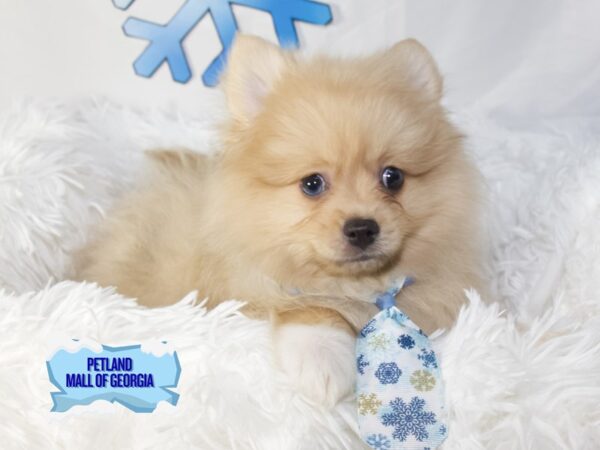 Pomeranian – 13124