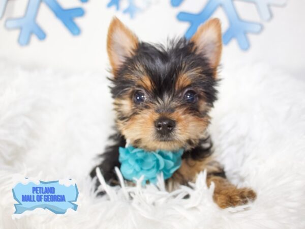Yorkshire Terrier – 13171