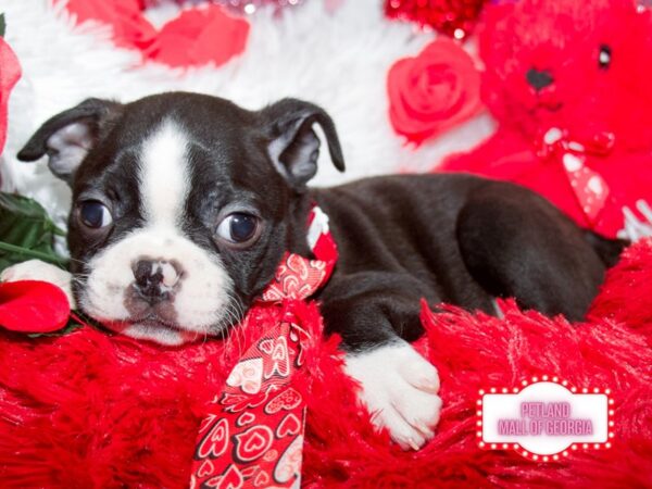 Boston Terrier – 13251