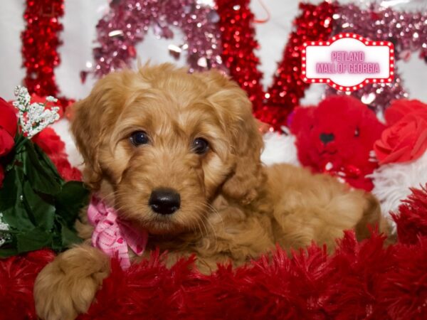 Goldendoodle – 13274