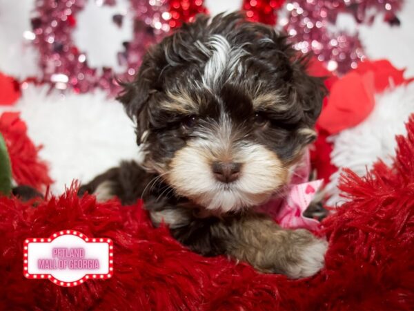 Havanese – 13279
