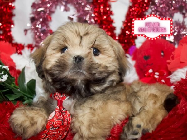 Lhasa Apso – 13261