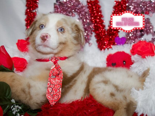 Australian Shepherd – 13288