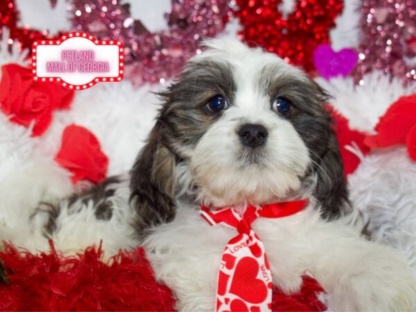 Cavachon – 13289