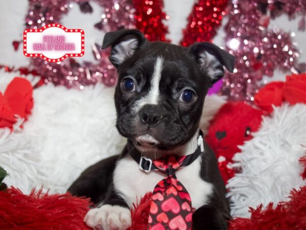 Boston Terrier – 13311