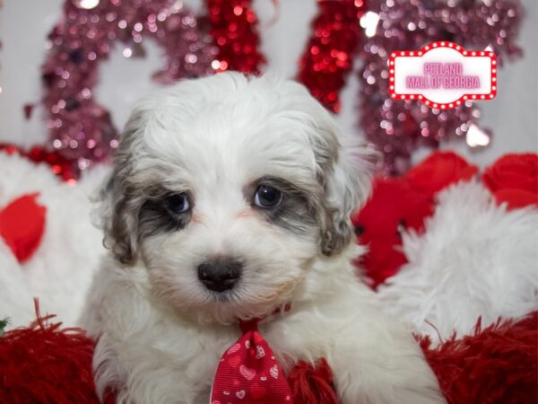 Maltipoo – 13318