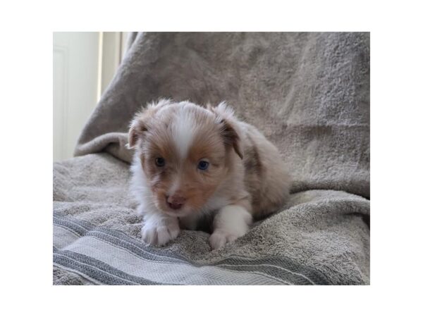 Miniature American Shepherd – 13334