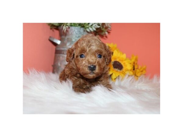 Miniature Poodle – 13347