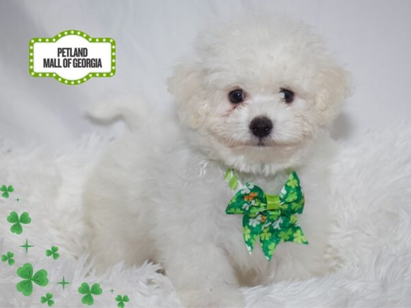 Bichon Frise – 13332