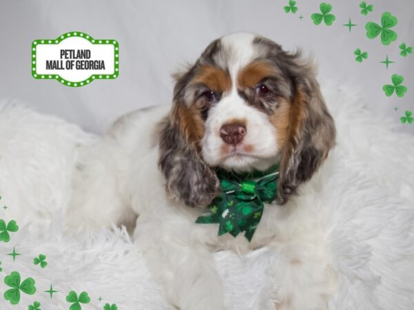 Cocker Spaniel – 13353