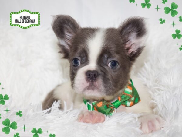 French Bulldog – 13350