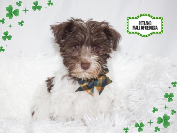 Miniature Schnauzer – 13351