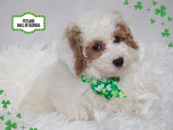 Miniature Poodle – 13335