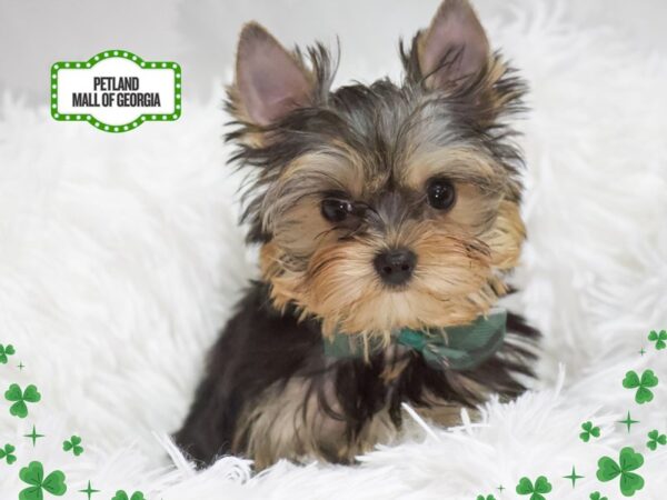 Yorkshire Terrier – 13342